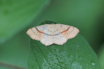 Vorschaubild Lepidoptera, Geometridae, Cyclophora punctaria_2018_05_16--13-36-52.jpg 