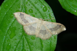 Vorschaubild Lepidoptera, Geometridae, Idaea aversata_2020_06_29--08-50-59.jpg 