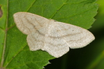 Vorschaubild Lepidoptera, Geometridae, Idaea mutilata_2020_07_03--16-44-54.jpg 