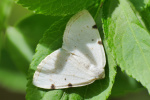 Vorschaubild Lepidoptera, Geometridae, Lomographa bimaculata_2019_04_25--12-33-43.jpg 