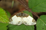 Vorschaubild Lepidoptera, Geometridae, Mesoleuca albicillata_2020_08_13--09-21-28.jpg 