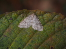 Vorschaubild Lepidoptera, Geometridae, Operophtera fagata, Buchen-Frostspanner_2018_11_05--10-30-55.jpg 