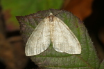 Vorschaubild Lepidoptera, Geometridae, Operophtera fagata_2020_11_03--09-42-39.jpg 