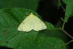 Vorschaubild Lepidoptera, Geometridae, Opisthograptis luteolata_2013_06_08--08-50-12.jpg 