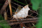 Vorschaubild Lepidoptera, Geometridae, Selenia lunularia, Mondspanner_2020_07_16--09-01-21.jpg 