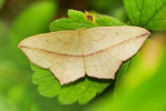 Vorschaubild Lepidoptera, Geometridae, Timandra comae, Ampferspanner_2019_07_22--09-16-21.jpg 
