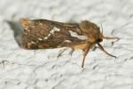 Vorschaubild Lepidoptera, Hepialidae, Korscheltellus lupulina_2020_05_05--22-55-33.jpg 