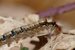 Vorschaubild Lepidoptera, Lasiocampidae,  Lasiocampa quercus, Eichenspinner, Larve_2018_04_12--11-10-00.jpg 
