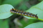 Vorschaubild Lepidoptera, Lasiocampidae, Euthrix potatoria, Grasglucke, Larve_2020_05_27--15-36-41.jpg 