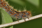 Vorschaubild Lepidoptera, Lasiocampidae, Lasiocampa quercus, Eichenspinner, Larve_2020_04_24--09-14-34.jpg 
