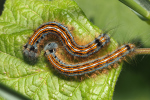 Vorschaubild Lepidoptera, Lasiocampidae, Malacosoma neustria, Ringelspinner, Larve_2018_05_04--13-43-21.jpg 