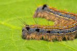 Vorschaubild Lepidoptera, Lasiocampidae, Malacosoma neustria, Ringelspinner, Larve_2020_05_09--09-23-10.jpg 