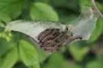 Vorschaubild Lepidoptera, Lasiocampidae, Malacosoma neustria, Ringelspinner, Larven_2018_05_20--14-08-56.jpg 