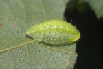 Vorschaubild Lepidoptera, Limacodidae, Apoda limacodes, Grosser Schneckenspinner, Larve_2018_09_06--12-18-33.jpg 