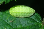 Vorschaubild Lepidoptera, Limacodidae, Apoda limacodes, Grosser Schneckenspinner, Larve_2020_08_28--07-13-27.jpg 