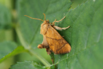 Vorschaubild Lepidoptera, Limacodidae, Apoda limacodes, Grosser Schneckenspinner_2018_05_26--13-14-10.jpg 