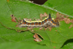 Vorschaubild Lepidoptera, Noctuidae, Acronicta psi, Pfeileule, Larve_2018_09_24--13-28-19.jpg 