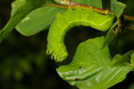 Vorschaubild Lepidoptera, Noctuidae, Brachionycha sphinx, Larve_2007_05_14--08-44-00.jpg 