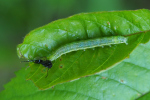 Vorschaubild Lepidoptera, Noctuidae, Cucullia prenanthis, Larve_2019_05_24--10-11-47.jpg 