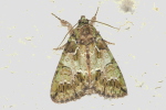 Vorschaubild Lepidoptera, Noctuidae, Hecatera bicolorata_2020_06_22--21-54-45.jpg 