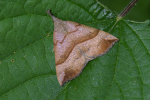 Vorschaubild Lepidoptera, Noctuidae, Hypena proboscidalis, Schnabeleule_2005_06_24--07-44-44.jpg 