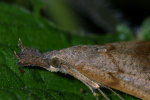 Vorschaubild Lepidoptera, Noctuidae, Hypena proboscidalis, Schnabeleule_2005_06_24--07-45-47.jpg 