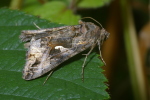 Vorschaubild Lepidoptera, Noctuidae, Phytometra gamma, Gammaeule_2006_07_29--14-17-27.jpg 