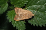 Vorschaubild Lepidoptera, Noctuidae, Sideridis_2018_10_15--08-50-12.jpg 