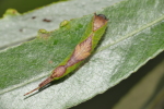 Vorschaubild Lepidoptera, Notodontidae, Furcula bifida, Kleiner Gabelschwanz_2017_08_30--08-45-43.jpg 