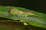 Vorschaubild Lepidoptera, Notodontidae, Furcula bifida, Kleiner Gabelschwanz_2017_08_30--08-49-55.jpg 