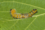 Vorschaubild Lepidoptera, Notodontidae, Phalera bucephala, Mondvogel, Larve, Haeutung_2019_08_10--18-49-38.jpg 