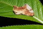 Vorschaubild Lepidoptera, Notodontidae, Ptilodon cucullina, Ahorn-Zahnspinner_2017_07_15--09-47-06.jpg 