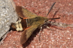 Vorschaubild Lepidoptera, Sphingidae, Hemaris croatica_2016_06_08--12-16-02.jpg 