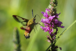 Vorschaubild Lepidoptera, Sphingidae, Hemaris fuciformis, Hummelschwaermer im Flug_2018_07_13--10-37-04.jpg 