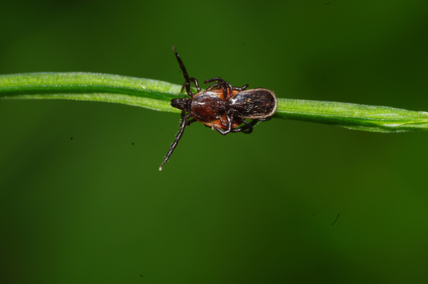 Skaliertes Bild Acari, Ixodidae, Ixodes ricinus, Gemeiner Holzbock_2011_06_08--10-16-14.jpg 