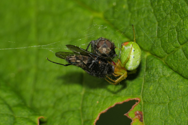Skaliertes Bild Araneae, Araneidae, Araneus cucurbitinus, Kuerbisspinne mit Beute_2019_07_30--09-11-01.jpg 