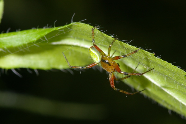 Skaliertes Bild Araneae, Araneidae, Araneus cucurbitinus, Maennchen_2006_06_13--17-44-51.jpg 