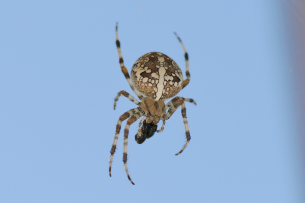 Skaliertes Bild Araneae, Araneidae, Araneus diadematus, Kreuzspinne, Weibchen mit Beute_2018_09_27--16-37-38.jpg 