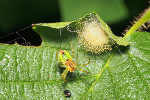 Skaliertes Bild Araneae, Araneidae, Araniella cucurbitina, Kuerbisspinne huetet Eikokon_2018_06_16--06-50-50.jpg 