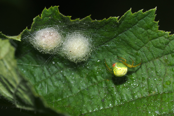 Skaliertes Bild Araneae, Araneidae, Araniella cucurbitina, Kuerbisspinne mit Eikokons_2022_06_22--08-02-42.jpg 