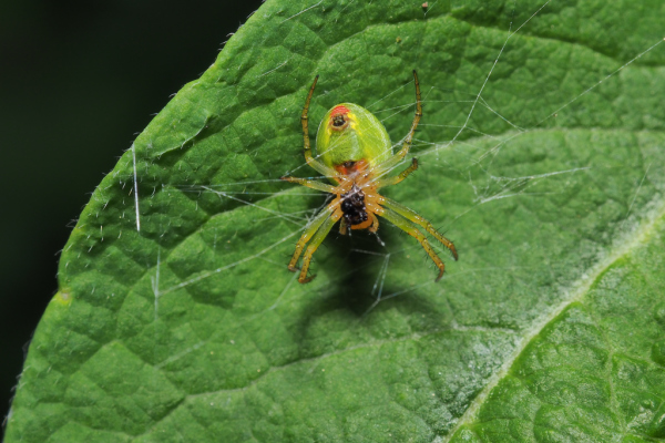 Skaliertes Bild Araneae, Araneidae, Araniella cucurbitina, Kuerbisspinne_2018_05_29--10-35-20.jpg 