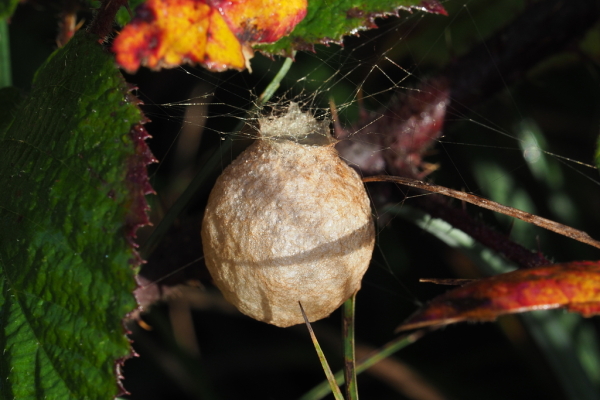 Skaliertes Bild Araneae, Araneidae, Argiope bruennichi, Eikokon_2022_10_06--09-15-16.jpg 