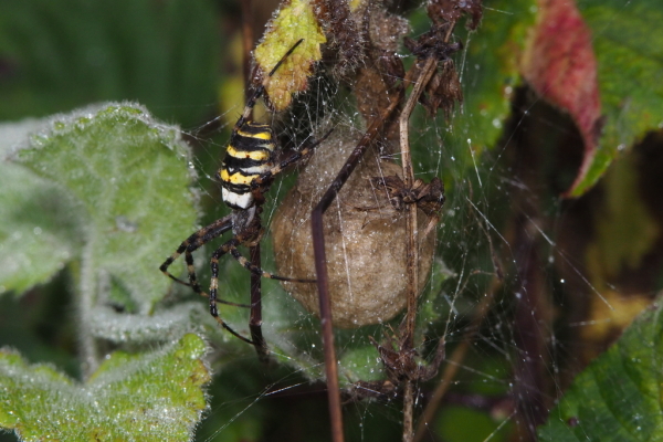 Skaliertes Bild Araneae, Araneidae, Argiope bruennichi, Weibchen mit Eikokon_2022_10_08--09-27-09.jpg 