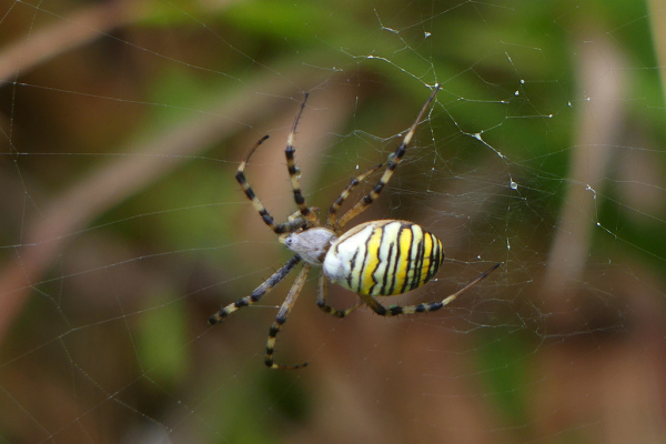 Skaliertes Bild Araneae, Araneidae, Argiope bruennichi, Wespenspinne_2023_08_31--10-34-17.jpg 