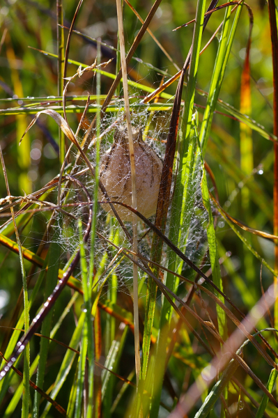Skaliertes Bild Araneae, Araneidae, Argiope bruennichi, Zebraspinne, Eikokon_2008_09_08--09-21-42.jpg 