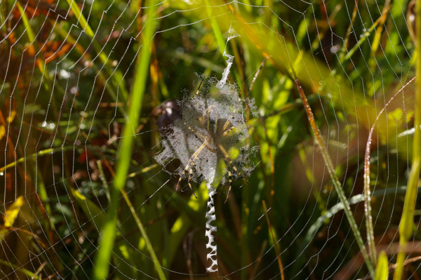 Skaliertes Bild Araneae, Araneidae, Argiope bruennichi, Zebraspinne, Eikokon_2008_09_08--09-22-44.jpg 