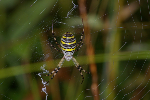Skaliertes Bild Araneae, Araneidae, Argiope bruennichi, Zebraspinne_2008_09_01--08-34-45.jpg 