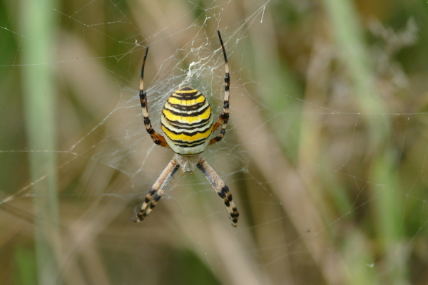 Skaliertes Bild Araneae, Araneidae, Argyope bruennichi_2016_09_23--10-11-00.jpg 