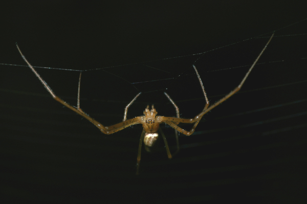 Skaliertes Bild Araneae, Araneidae, Meta segmentata, Maennchen_2005_10_11--16-43-02.jpg 