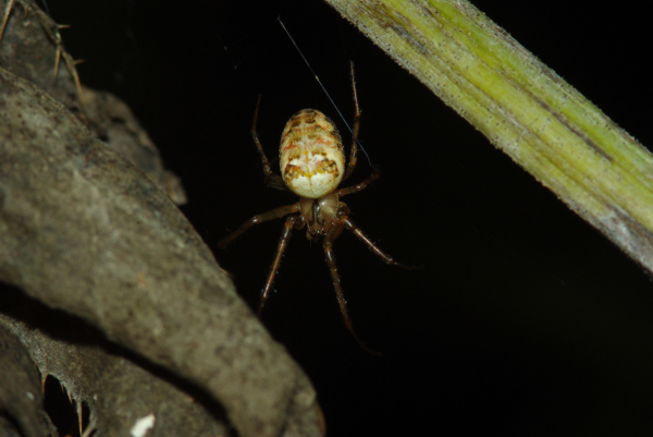 Skaliertes Bild Araneae, Araneidae, Meta segmentata,_2009_10_09--16-39-06.jpg 